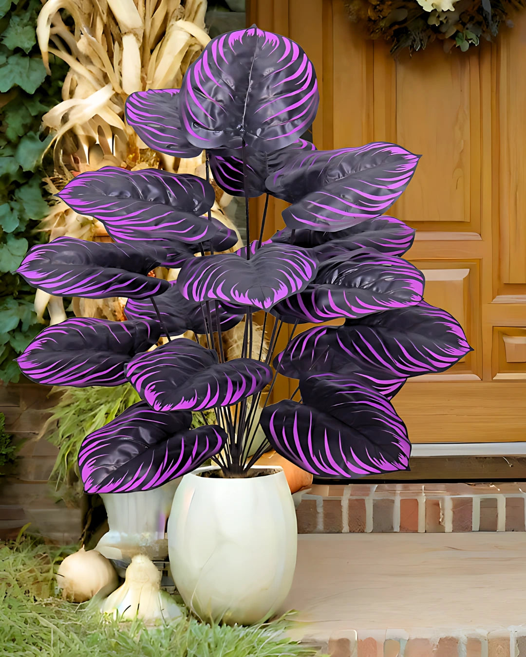 Caladium Purple Majesty - Beleza Única para sua casa. [Sementes Raras]