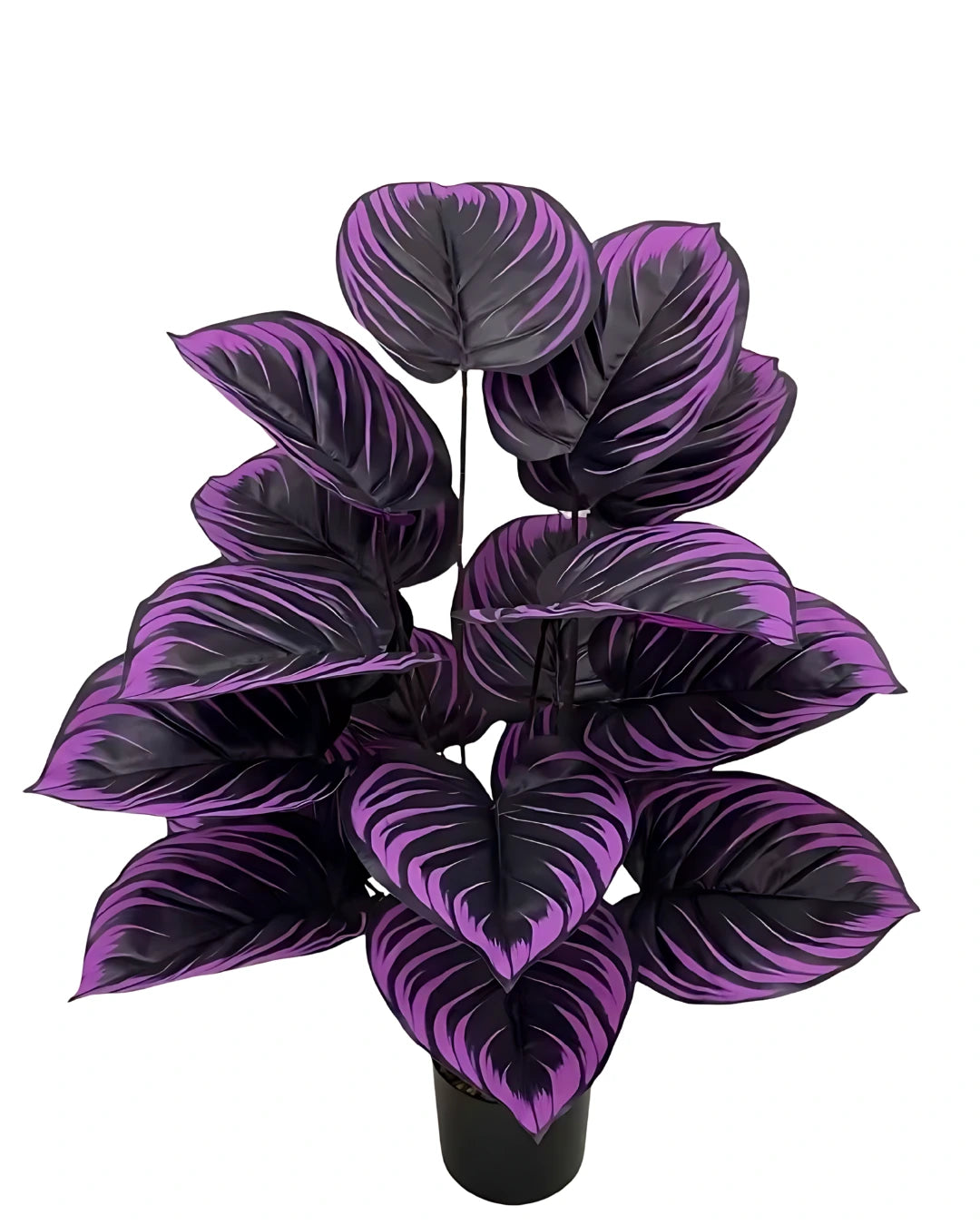 Caladium Purple Majesty - Beleza Única para sua casa. [Sementes Raras]