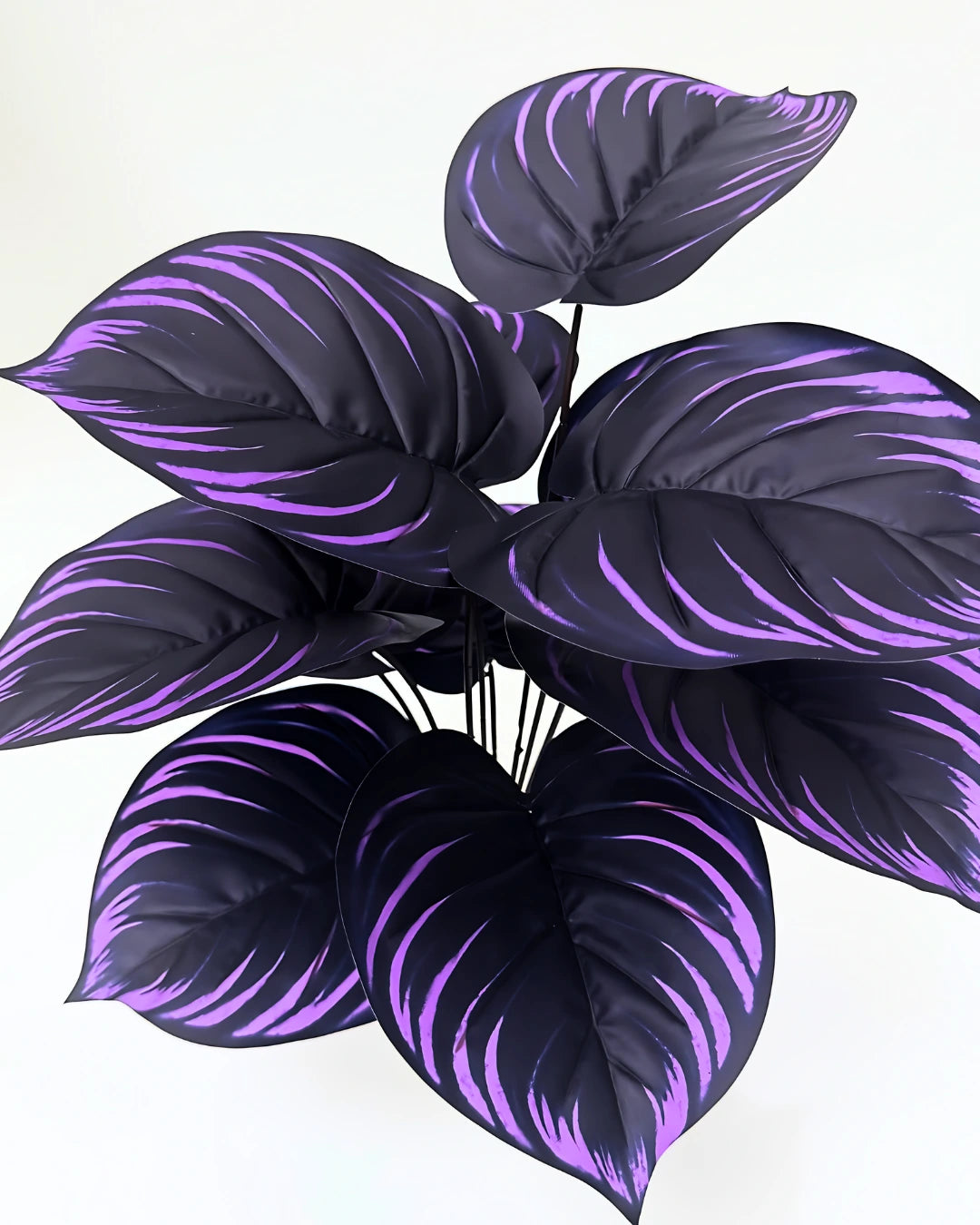 Caladium Purple Majesty - Beleza Única para sua casa. [Sementes Raras]