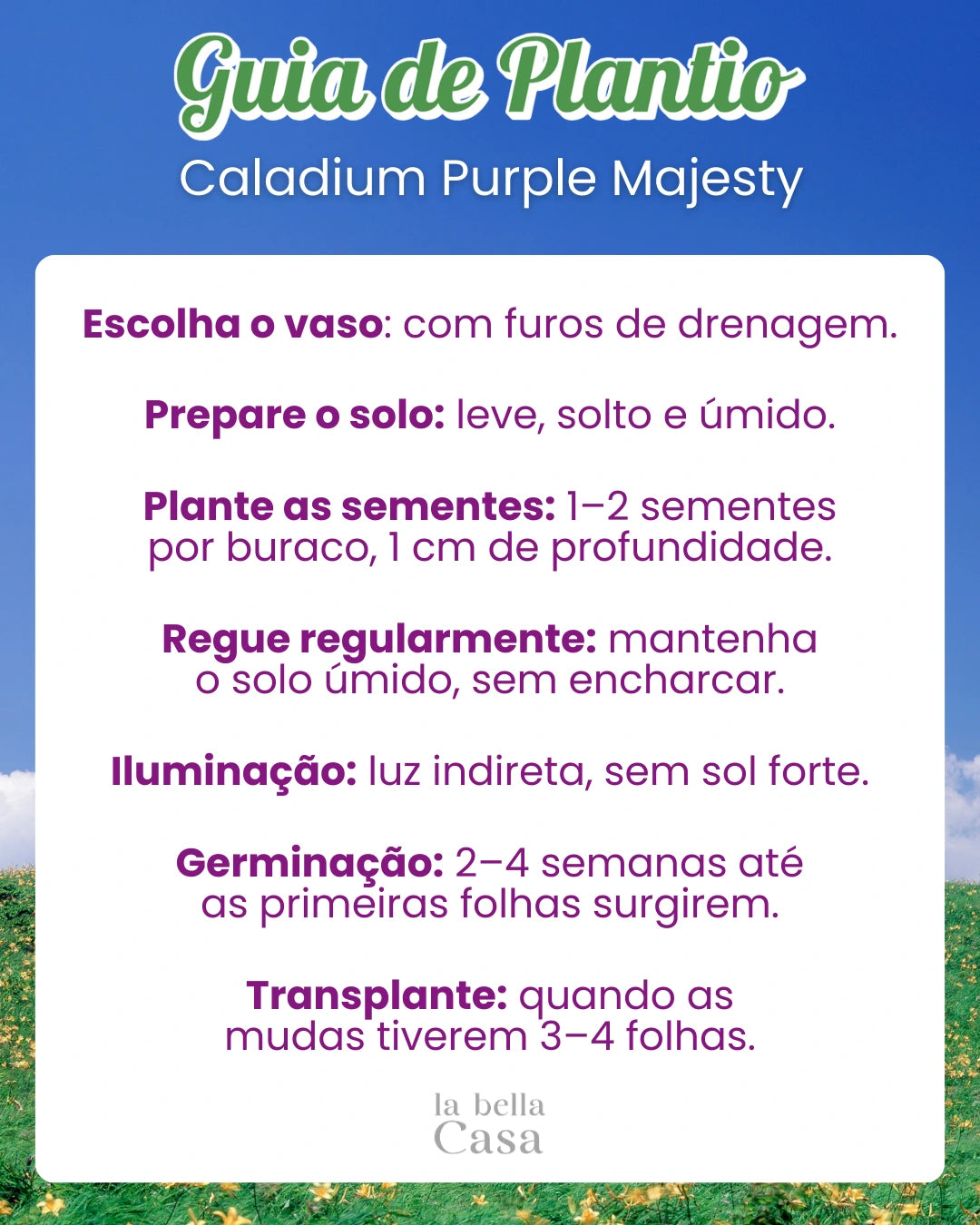 Caladium Purple Majesty - Beleza Única para sua casa. [Sementes Raras]